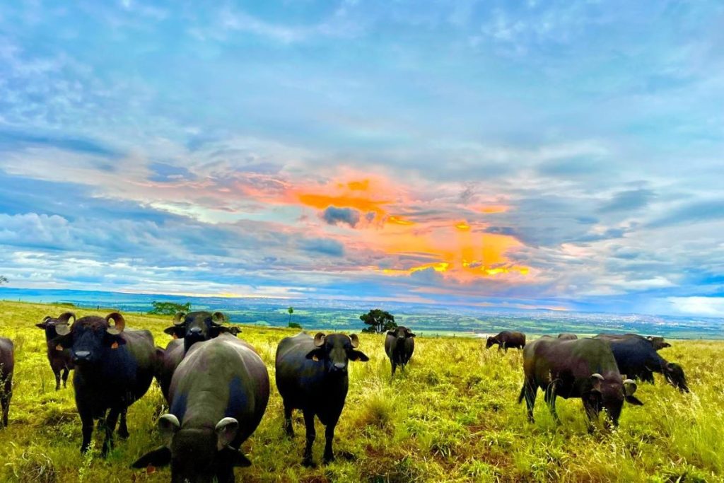 SP: agricultores ampliam linhas de produtos orgânicos e agroecológicos