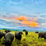 SP: agricultores ampliam linhas de produtos orgânicos e agroecológicos