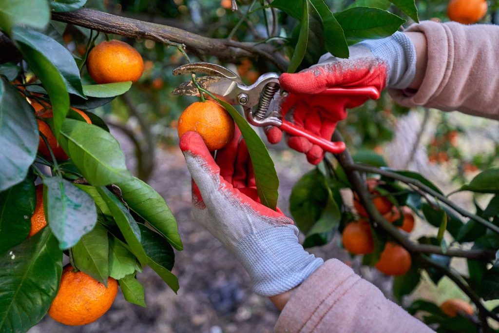 PL dos Safristas pode ser votado no Senado em maio, diz relator