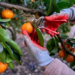 PL dos Safristas pode ser votado no Senado em maio, diz relator